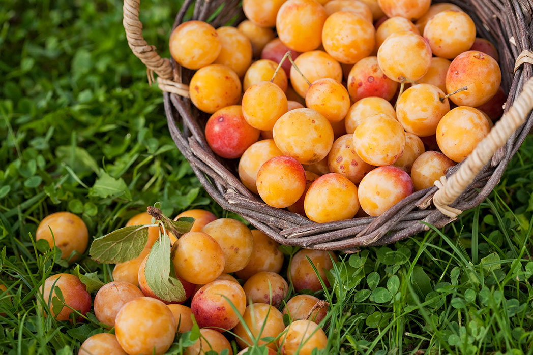 mirabelles mirabellor grand est