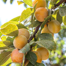 Mirabelles